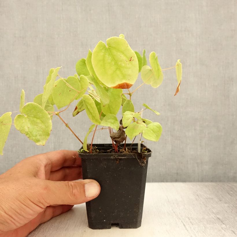 Spécimen de Fleur des Elfes - Epimedium pubigerum Godet de 8/9 cm tel que livré en été
