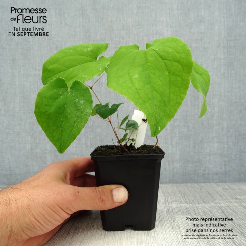 Spécimen de Fleur des Elfes - Epimedium  pubigerum Orangekönigin Godet de 8/9 cm tel que livré en été