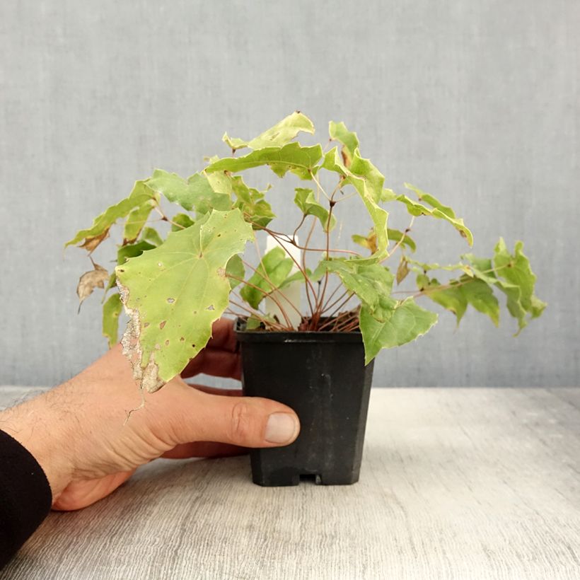 Spécimen de Fleur des Elfes, Epimedium wushanense Caramel Godet de 8/9 cm tel que livré en automne