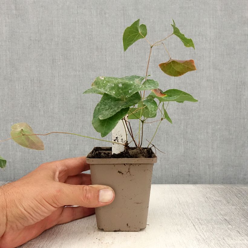 Spécimen de Fleur des Elfes - Epimedium  x versicolor Cupreum Godet de 8/9 cm tel que livré en été