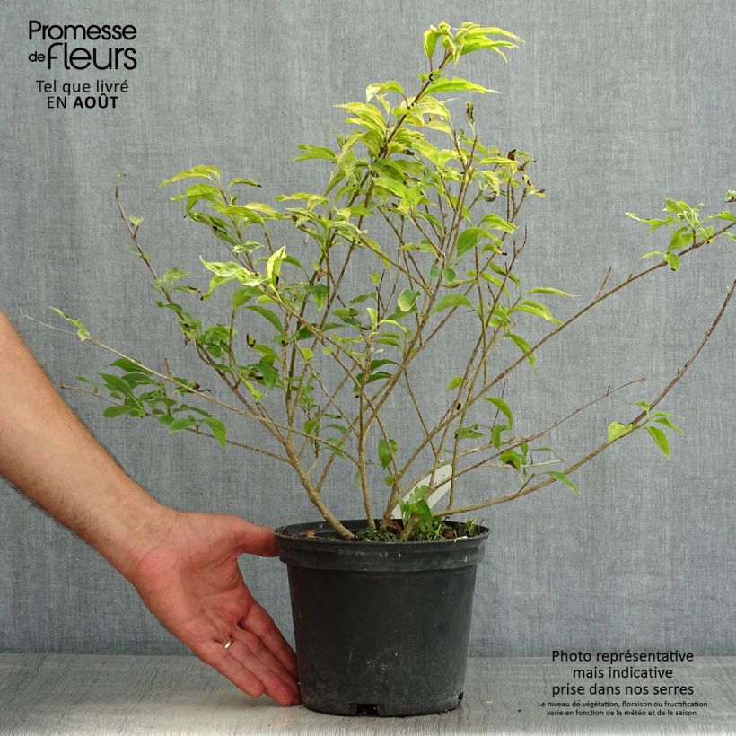 Spécimen de Forsythia intermedia Golden Times - Mimosa de Paris Pot de 3L/4L tel que livré en été