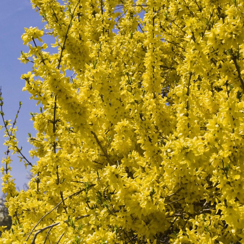 Forsythia (x) intermedia Minigold - Mimosa de Paris (Floraison)