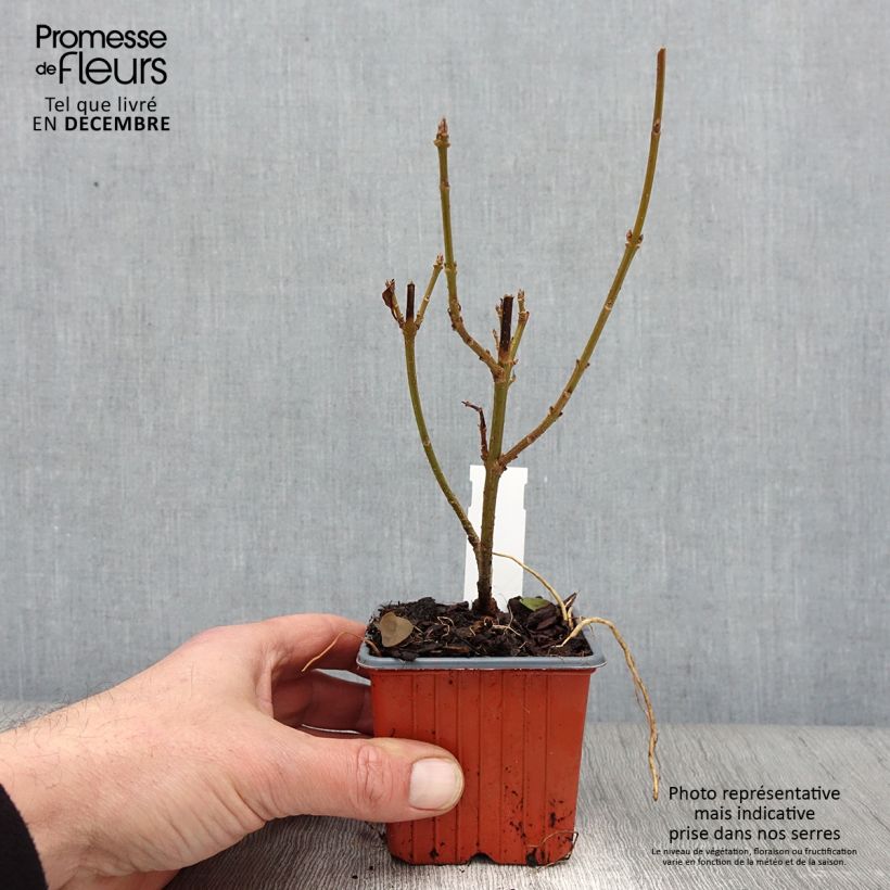 Spécimen de Forsythia intermedia Spectabilis - Mimosa de Paris Godet de 8/9 cm tel que livré en automne