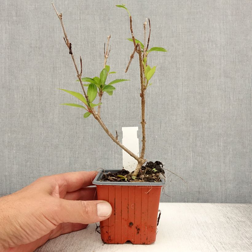 Spécimen de Forsythia intermedia Spectabilis - Mimosa de Paris Godet de 8/9 cm tel que livré en été