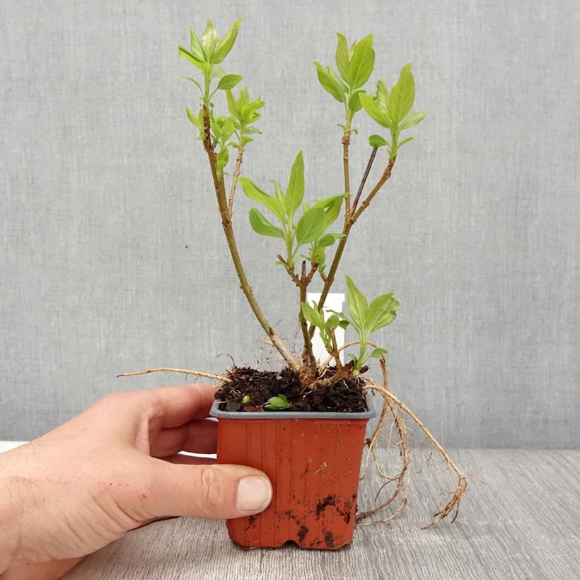 Spécimen de Forsythia intermedia Spectabilis - Mimosa de Paris Godet de 8/9 cmHauteur livrée env. 10/15cm tel que livré au printemps