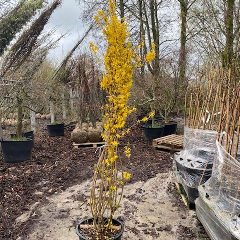 Spécimen de Forsythia intermedia Week-end - Mimosa de Paris - Pot de 50L/55L tel que livré au printemps