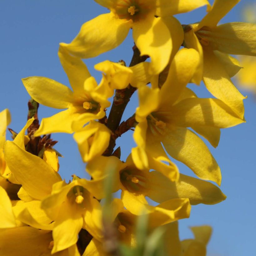 Forsythia Marée d'Or - Mimosa de Paris (Floraison)