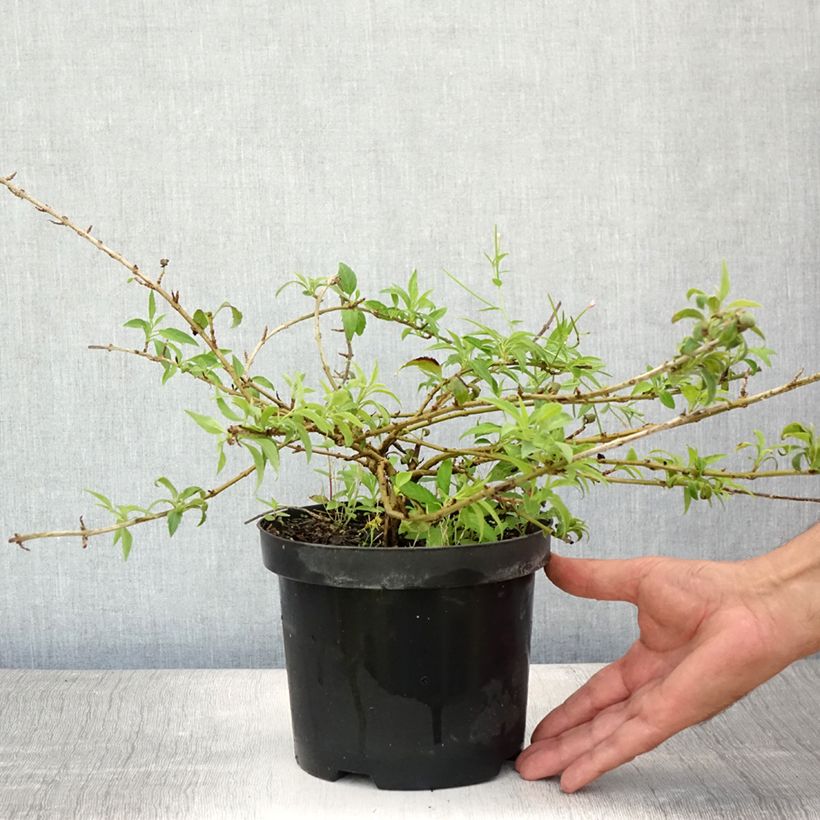 Spécimen de Forsythia Mêlée d'Or - Mimosa de Paris Pot de 3L/4L tel que livré en été