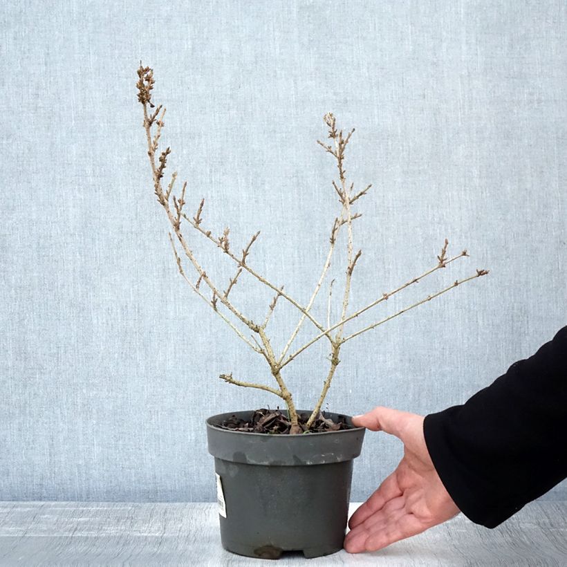 Spécimen de Forsythia Mikador - Mimosa de Paris Pot de 2L/3L tel que livré en automne
