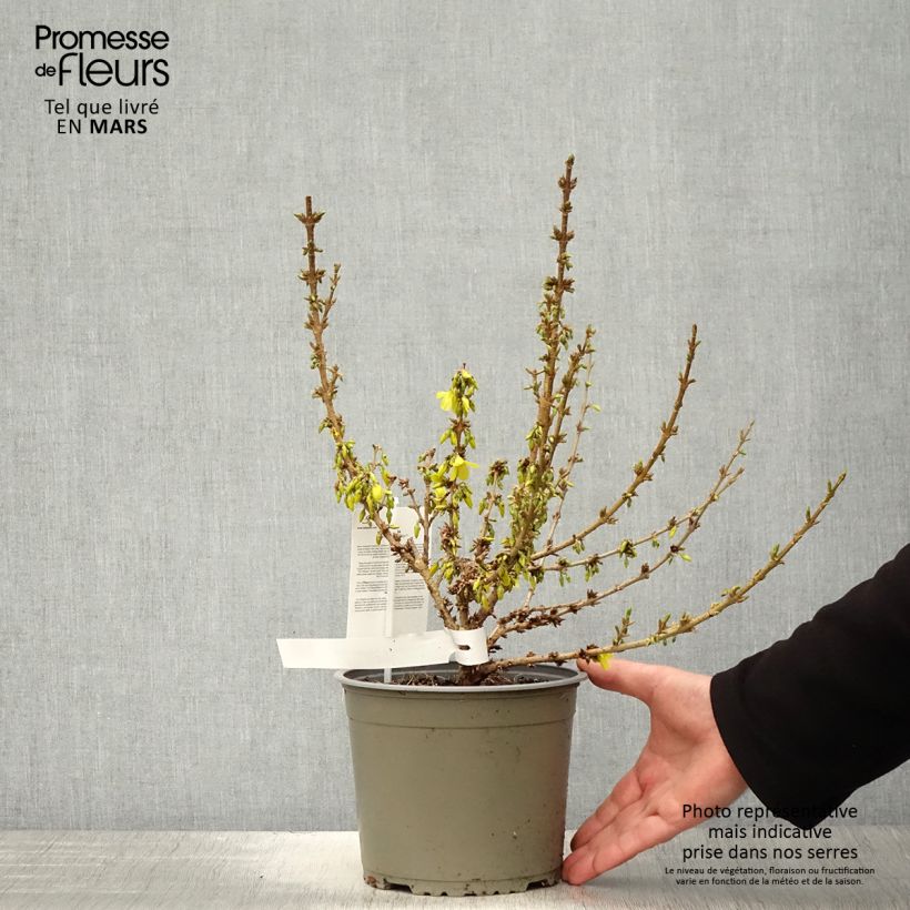Spécimen de Forsythia Mikador - Mimosa de Paris tel que livré au printemps