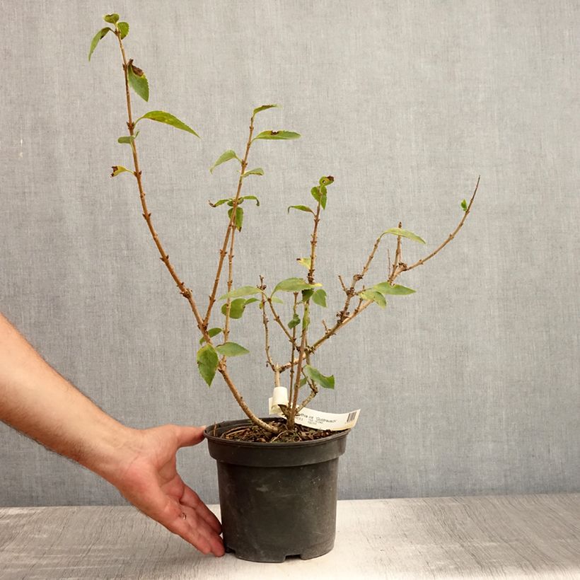 Spécimen de Forsythia x intermedia Gold Rausch - Mimosa de Paris Pot de 2L/3L tel que livré en été