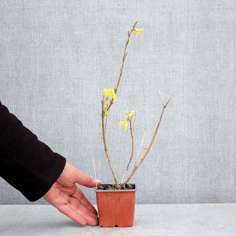Spécimen de Forsythia x intermedia Goldzauber - Mimosa de Paris - Godet de 8/9 cm tel que livré au printemps