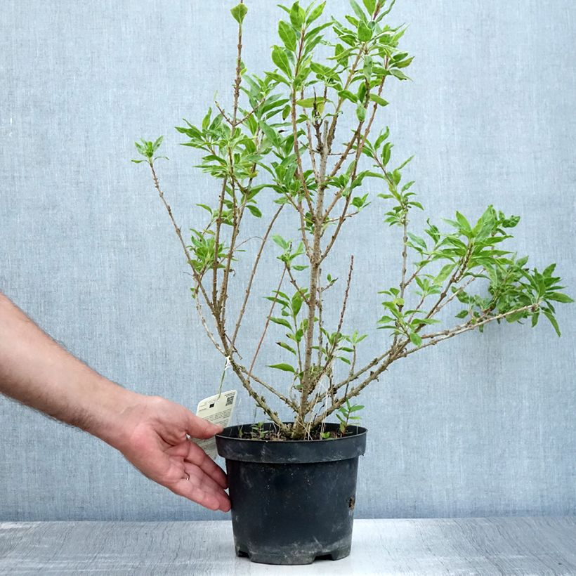 Spécimen de Forsythia (x) intermedia Minigold - Mimosa de Paris Pot de 2L/3L tel que livré en été