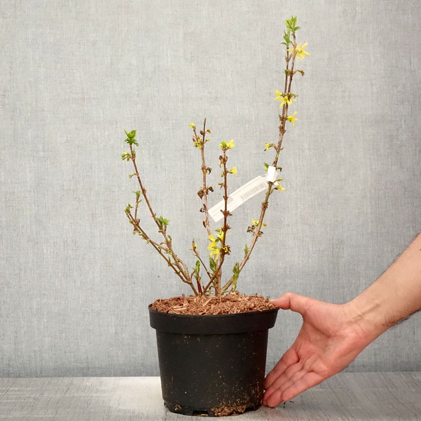 Spécimen de Forsythia x intermedia Variegata - Mimosa de Paris panaché tel que livré au printemps