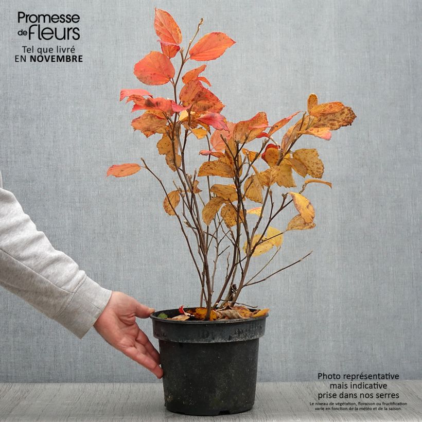 Spécimen de Fothergilla gardenii Suzanne tel que livré en automne