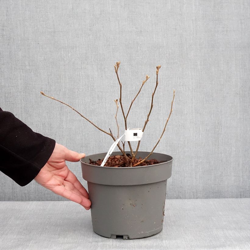 Spécimen de Fothergilla gardenii Suzanne Pot de 4L/5L tel que livré en hiver