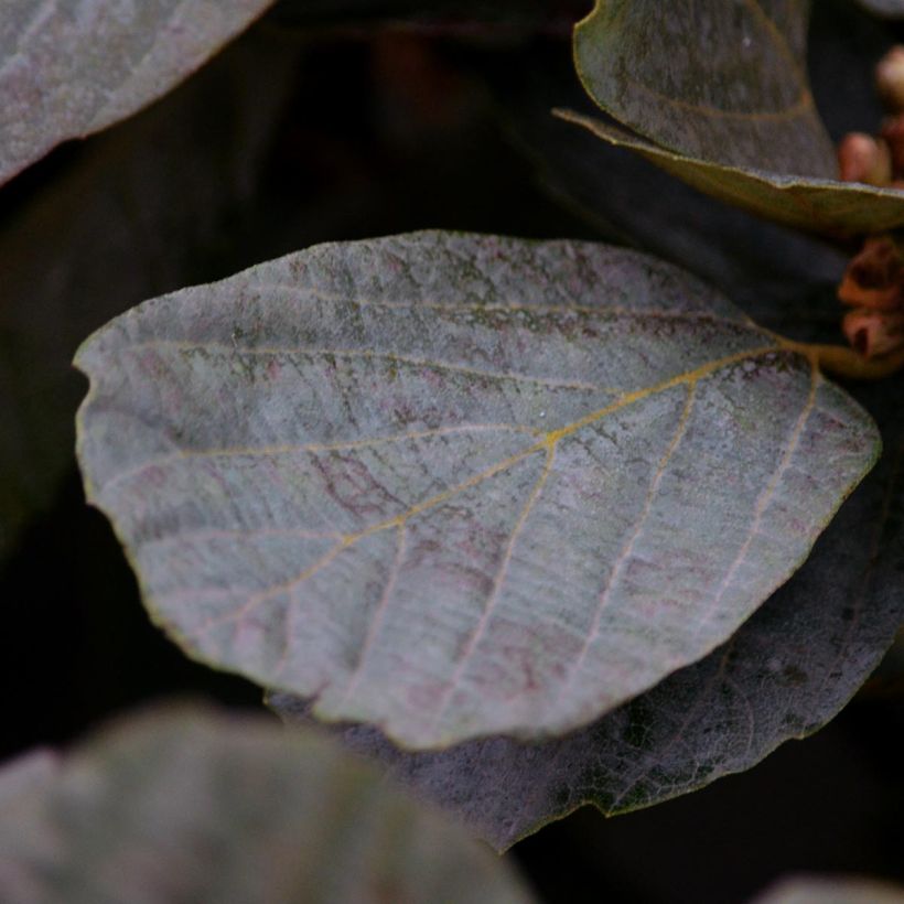 Fothergilla intermedia Blue Shadow (Feuillage)