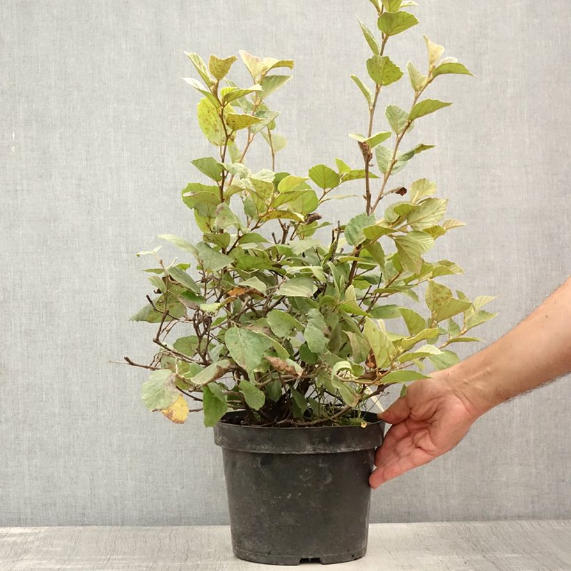 Spécimen de Fothergilla intermedia Blue Shadow Pot de 3L/4L tel que livré en été