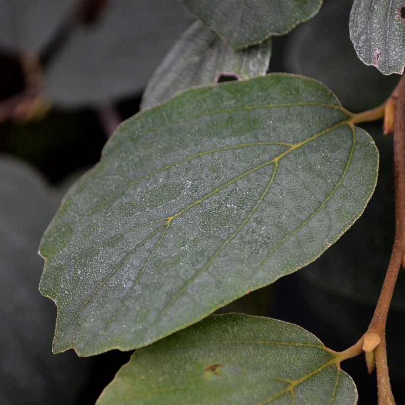 Fothergilla major - Grand Fothergilla (Feuillage)