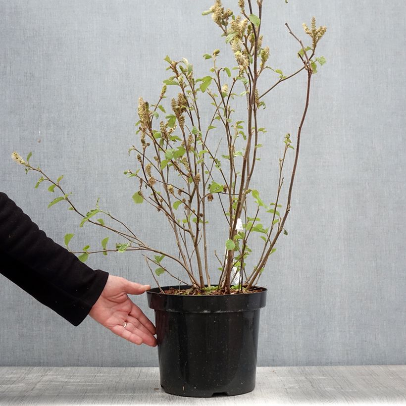 Spécimen de Fothergilla major - Grand Fothergilla en pot de 7,5L/10L tel que livré au printemps