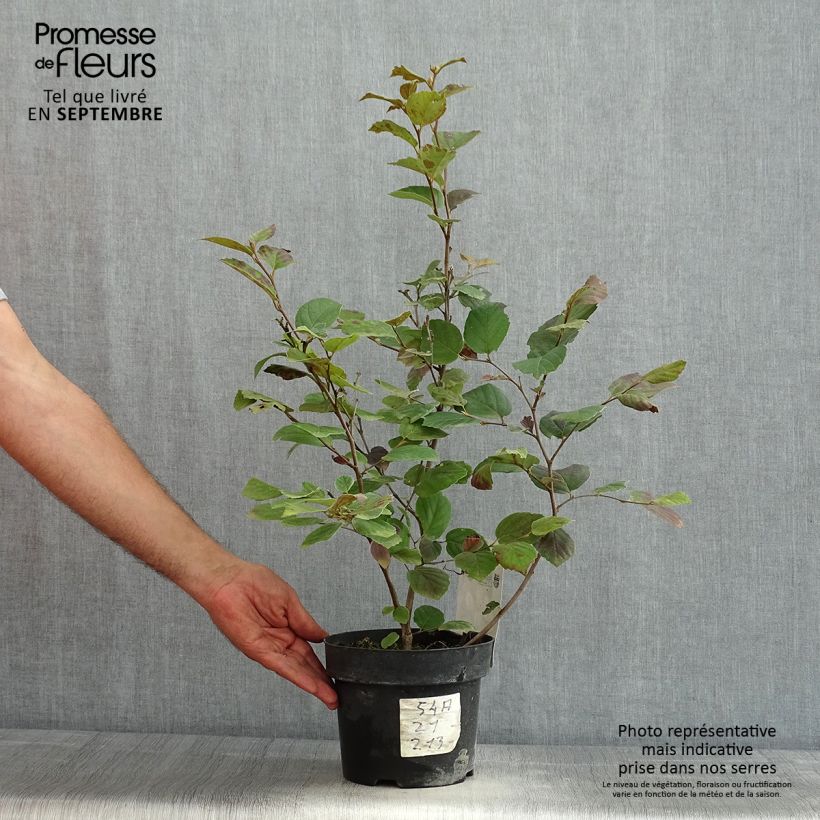 Spécimen de Fothergilla major - Grand Fothergilla Pot de 3L/4L tel que livré en été