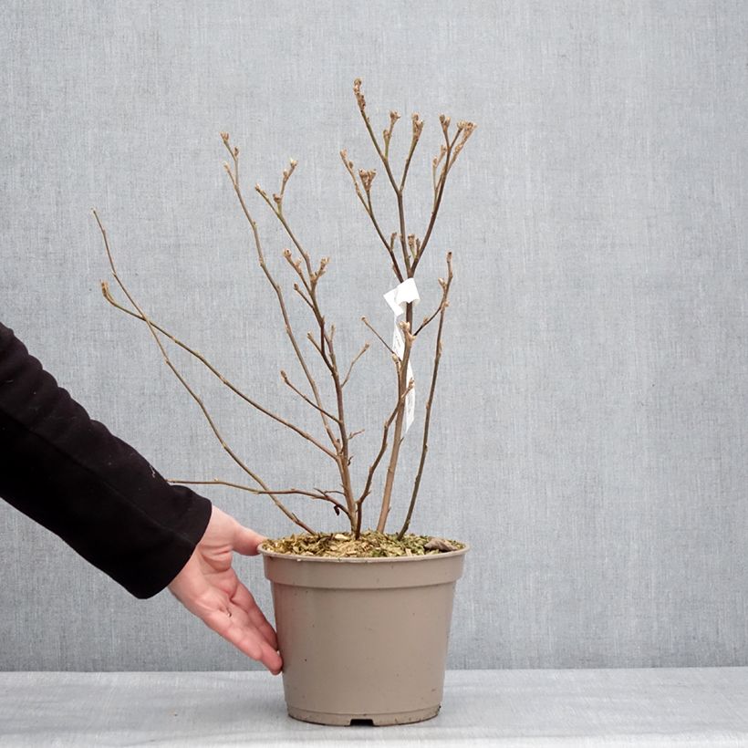 Spécimen de Fothergilla x intermedia Mount Airy Pot de 4L/5L tel que livré en hiver