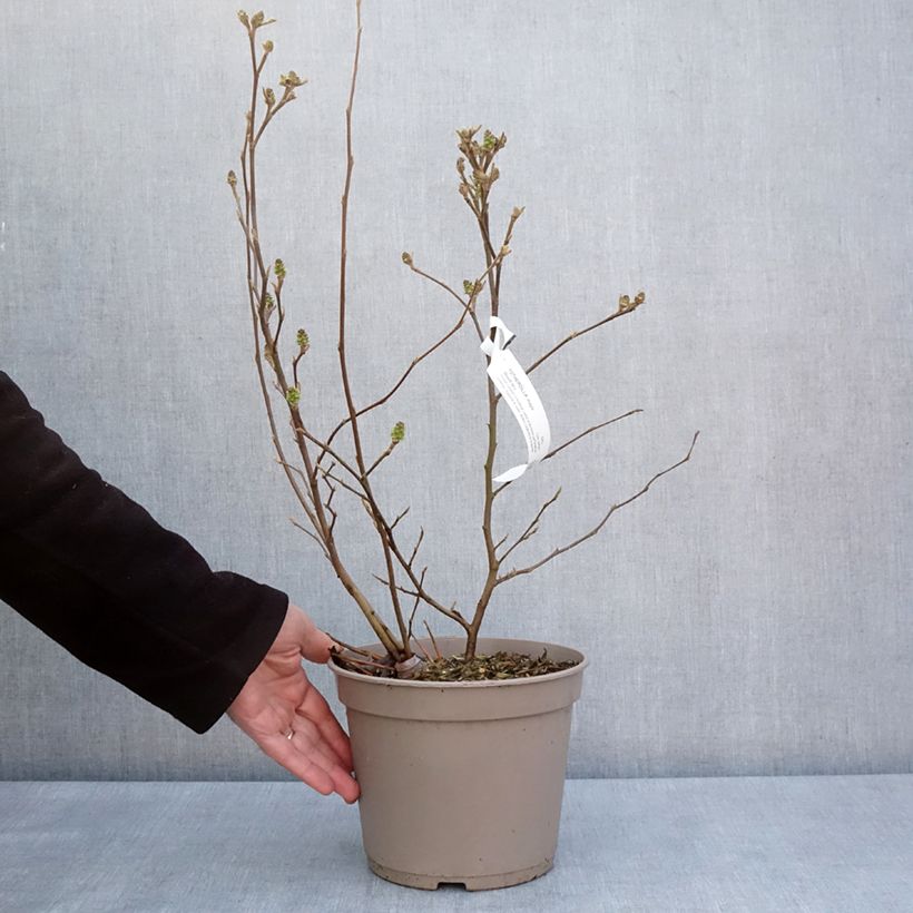 Spécimen de Fothergilla x intermedia Mount Airy - Pot de 4L/5L tel que livré au printemps
