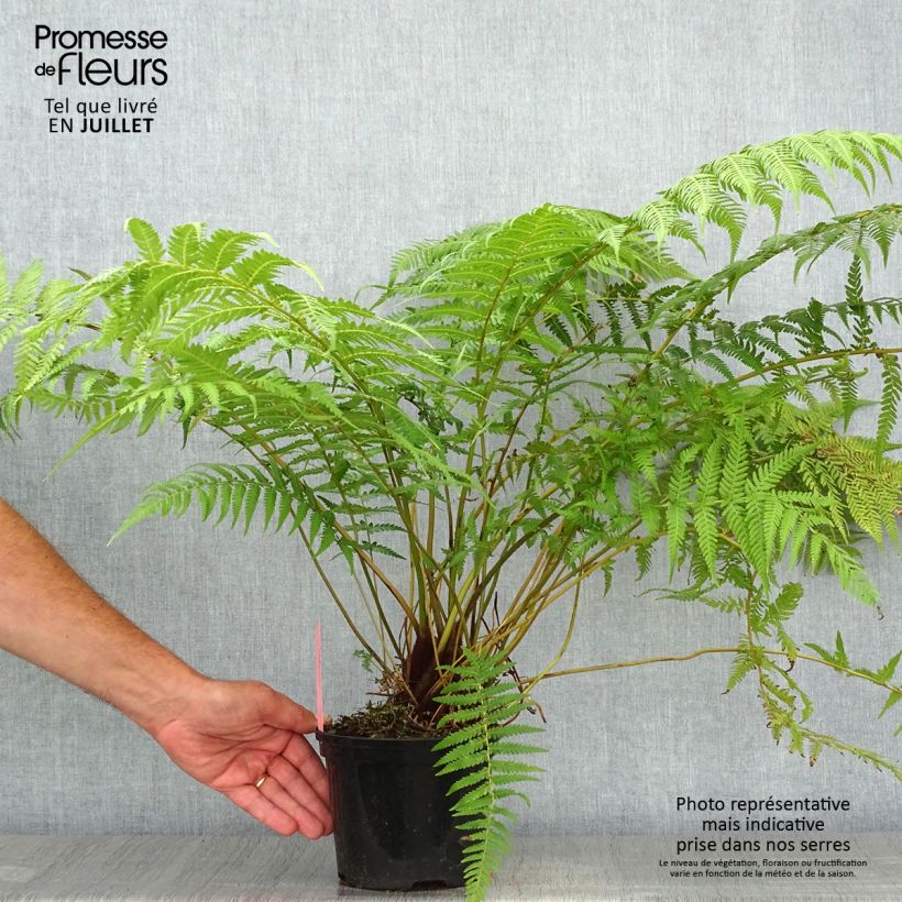 Spécimen de Fougère arborescente - Dicksonia antarctica Pot de 2L/3L tel que livré en été