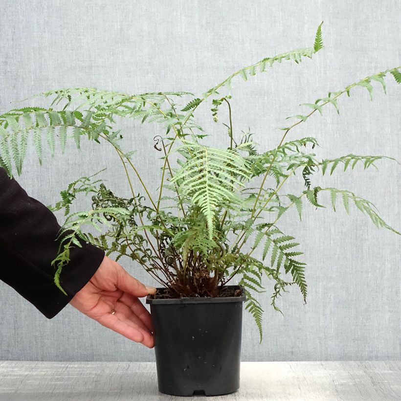 Spécimen de Fougère arborescente - Dicksonia antarctica - Pot de 2L/3L tel que livré au printemps