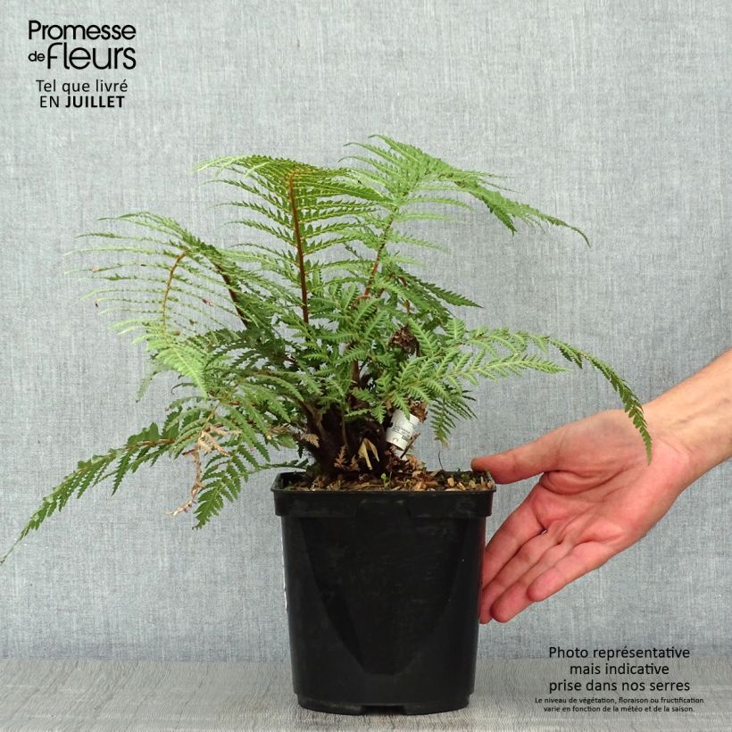Spécimen de Fougère arborescente - Dicksonia fibrosa Pot de 3L/4L tel que livré en été
