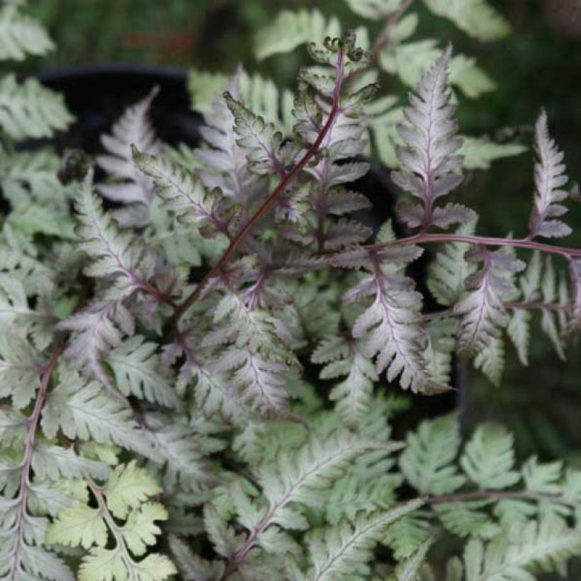 Athyrium niponicum Pictum - Fougère japonaise (Feuillage)