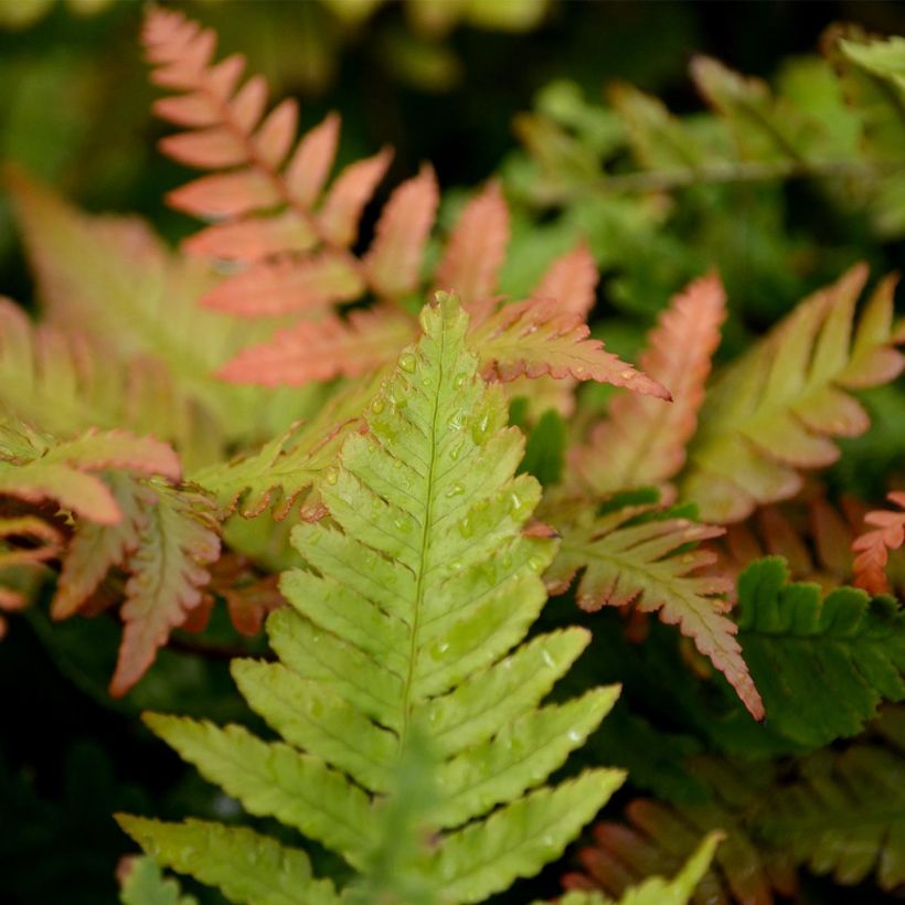 Dryopteris erythrosora - Fougère rose cuivré (Feuillage)