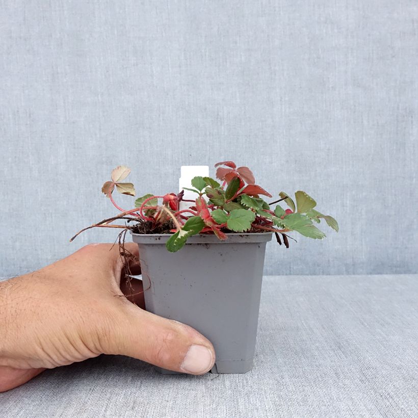 Spécimen de Fragaria chiloensis - Fraise du Chili Godet de 8/9 cm tel que livré en été