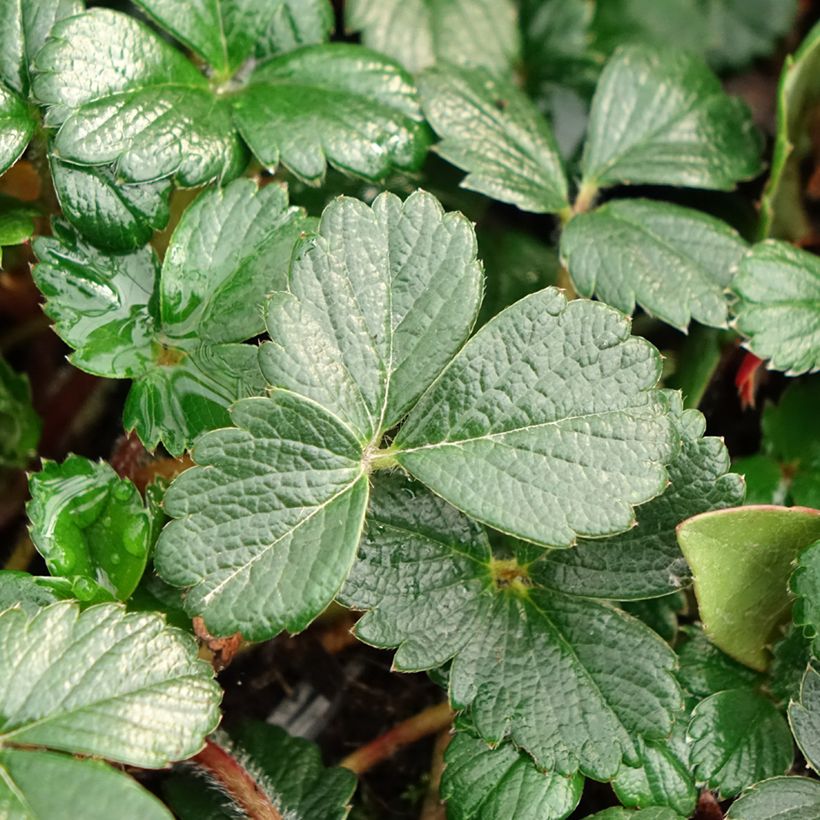 Fragaria chiloensis - Fraise du Chili (Feuillage)