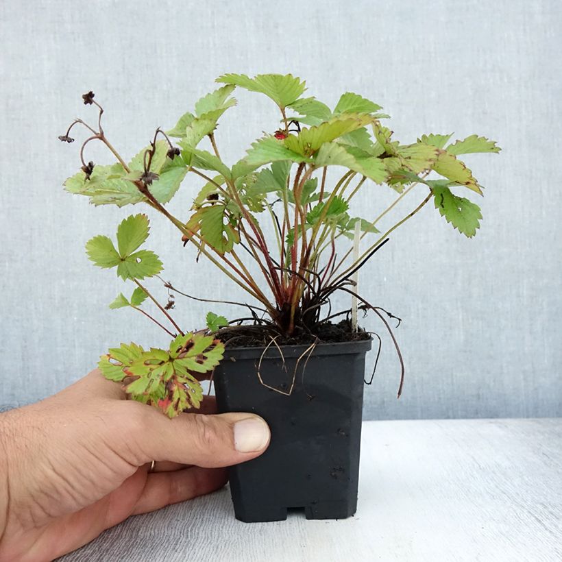 Spécimen de Fragaria vesca Alexandria - fraisier des bois Godet de 8/9 cm tel que livré en été