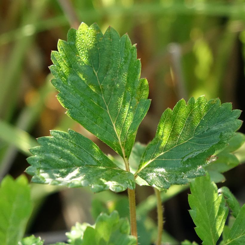 Fragaria vesca - fraisier des bois (Feuillage)