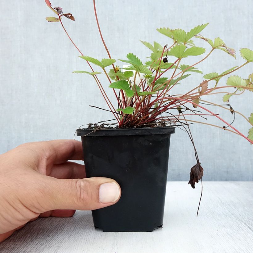 Spécimen de Fragaria vesca - fraisier des bois Godet de 8/9 cm tel que livré en été