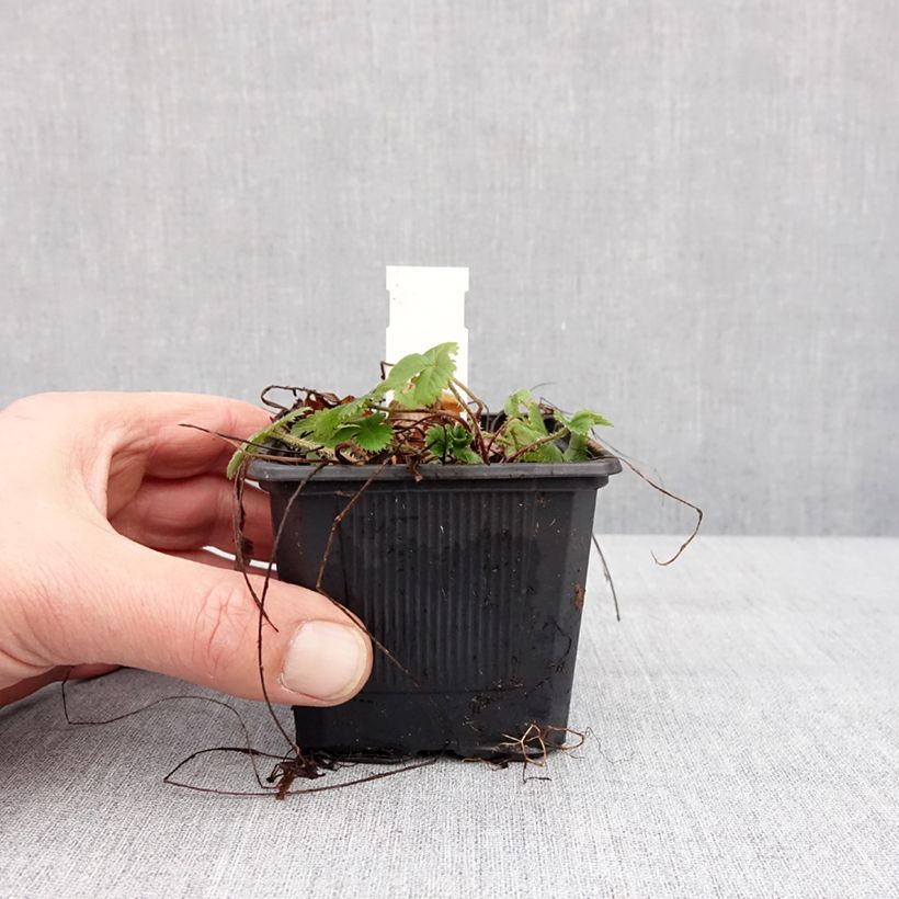 Spécimen de Fragaria vesca Rugen - Fraisier des bois Godet de 8/9 cm tel que livré en hiver