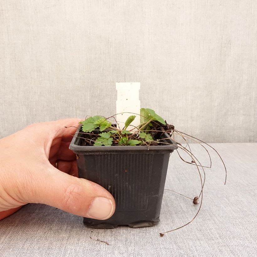 Spécimen de Fragaria vesca Rugen - Fraisier des bois - Godet de 8/9 cm tel que livré au printemps
