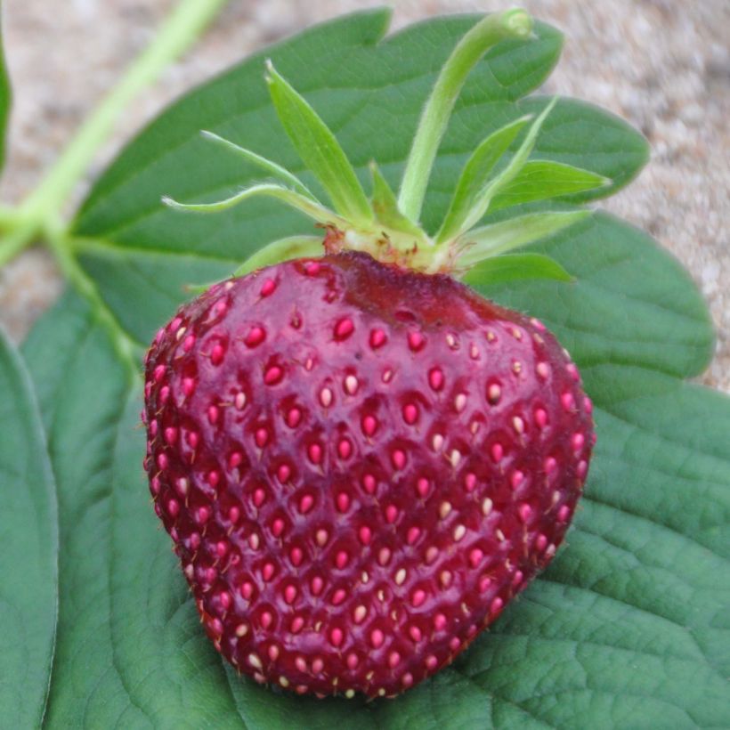 Fraisier Cherry Berry (Récolte)