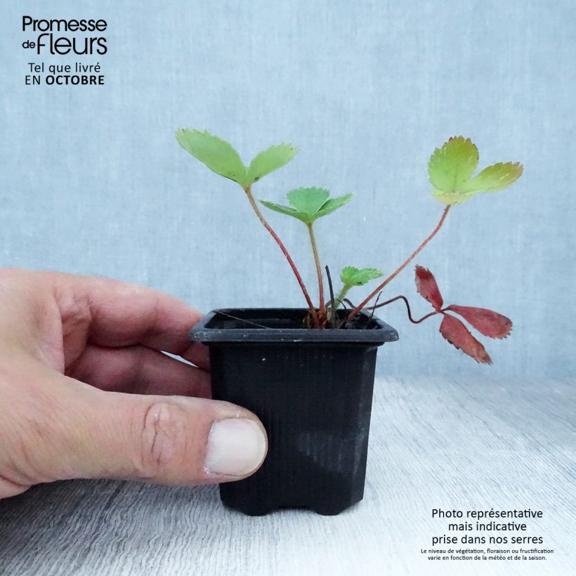 Spécimen de Fraisier Ciflorette (non remontant) Godet de 7/8 cm tel que livré en automne