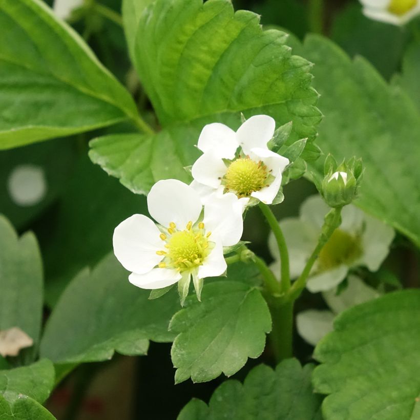 Fraisier Cijosée (remontant) (Floraison)