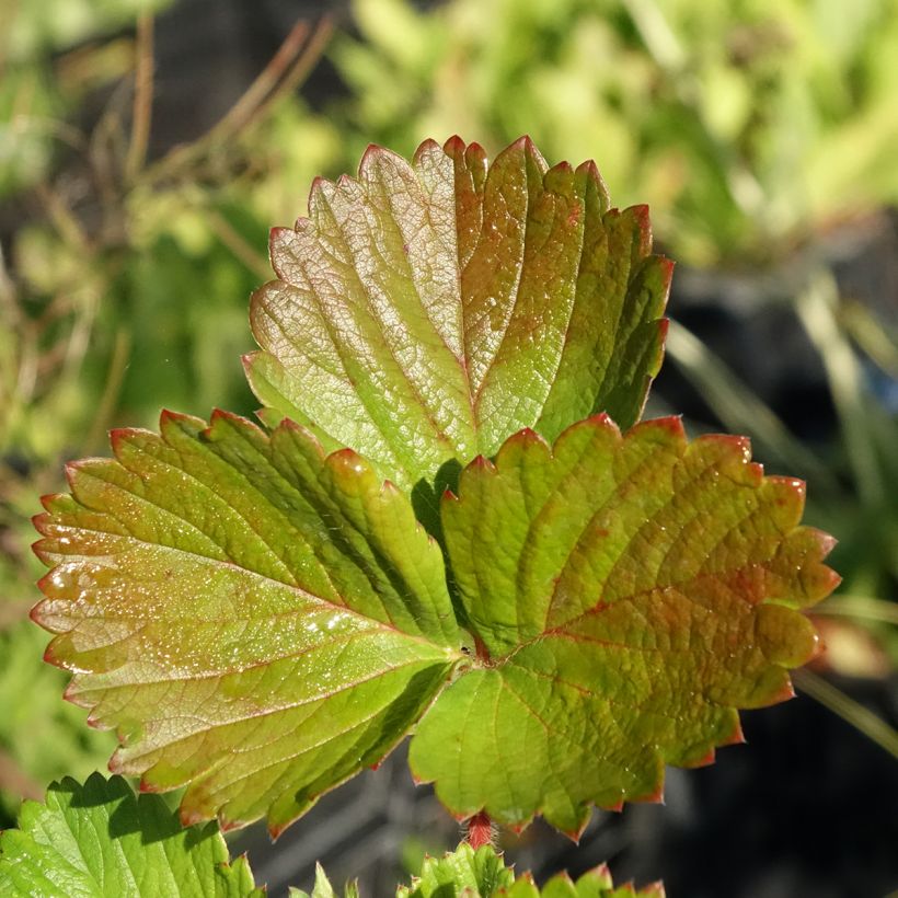 Fraisier Cirano (Feuillage)