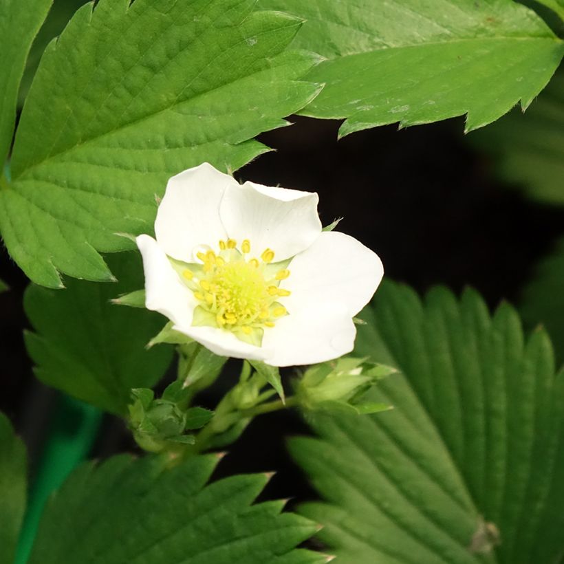 Fraisier Gariguette (non remontant ) (Floraison)