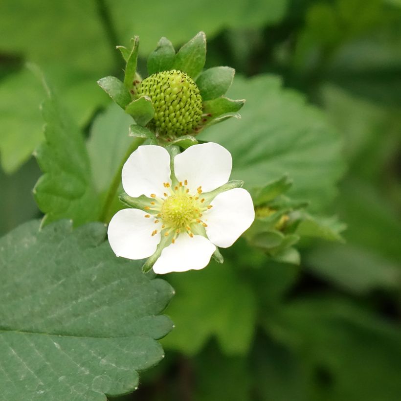 Fraisier Gento (remontant) (Floraison)