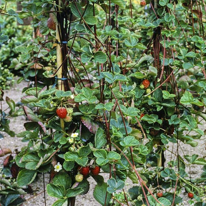 Fraisier grimpant Mount Everest en plants (Feuillage)