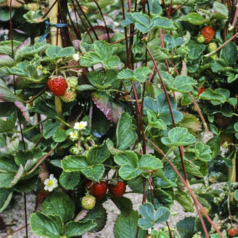 Fraisier grimpant Mount Everest en plants (Récolte)