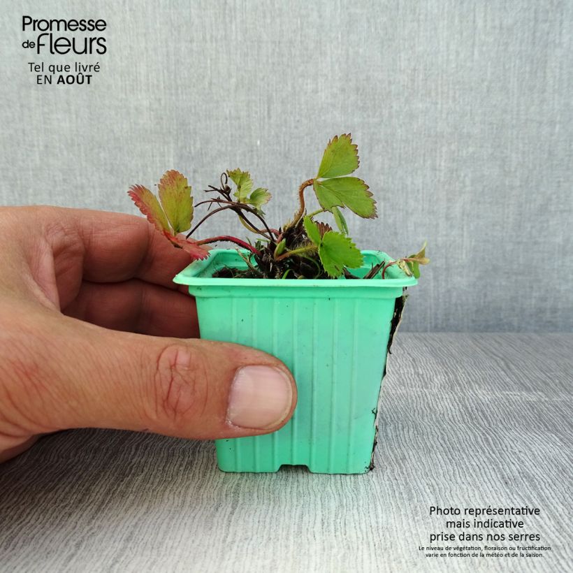 Spécimen de Fraisier Mara des Bois (remontant) en plants Godet de 7/8 cm tel que livré en été