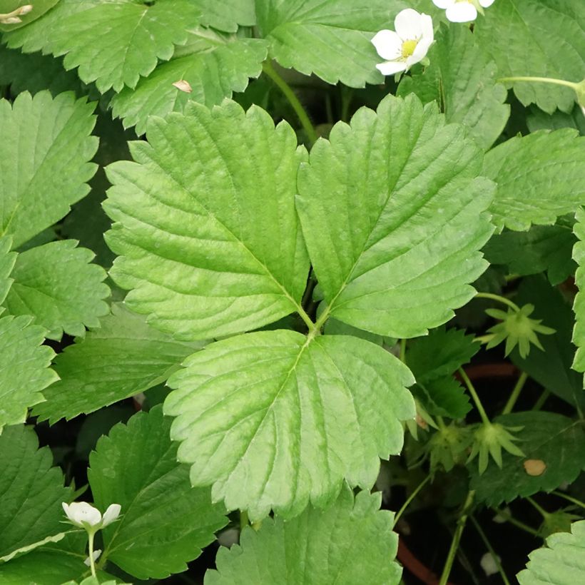 Fraisier Mara des Bois (remontant) en plants (Feuillage)