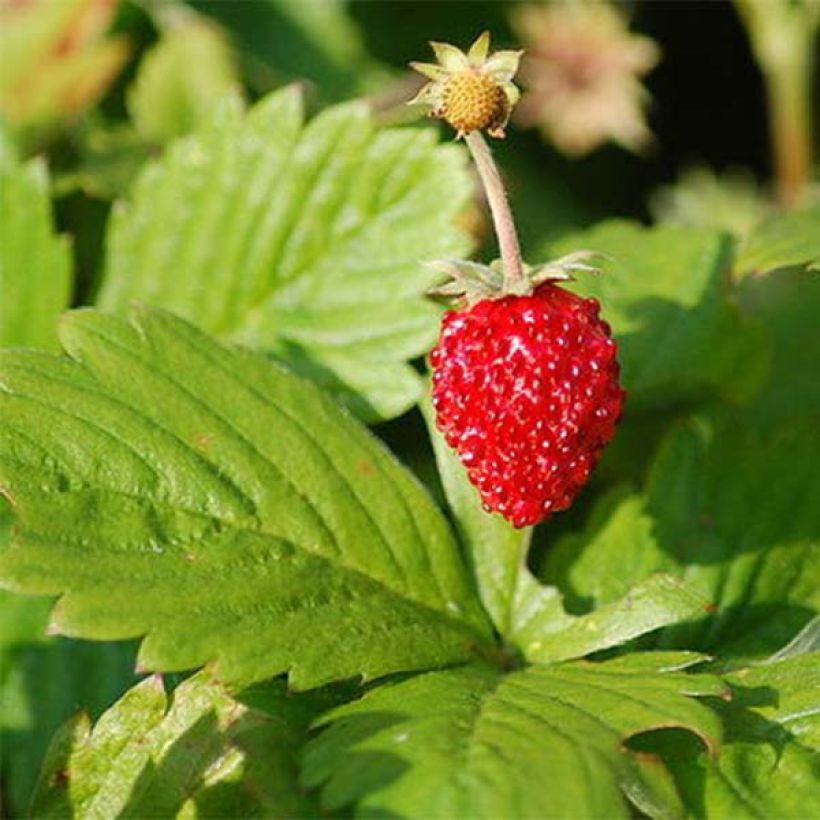 Fraisier Reine des Vallées - Fraise des bois (Feuillage)